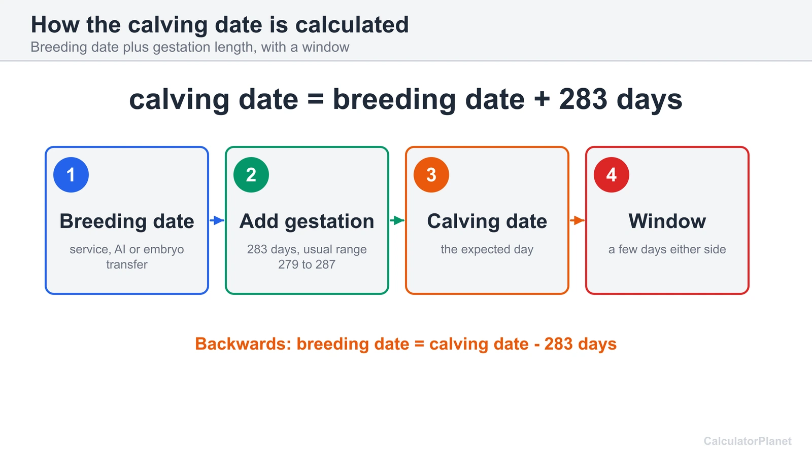 Cattle gestation calculator formula diagram: breeding date plus 283 days gives the calving date, with a window