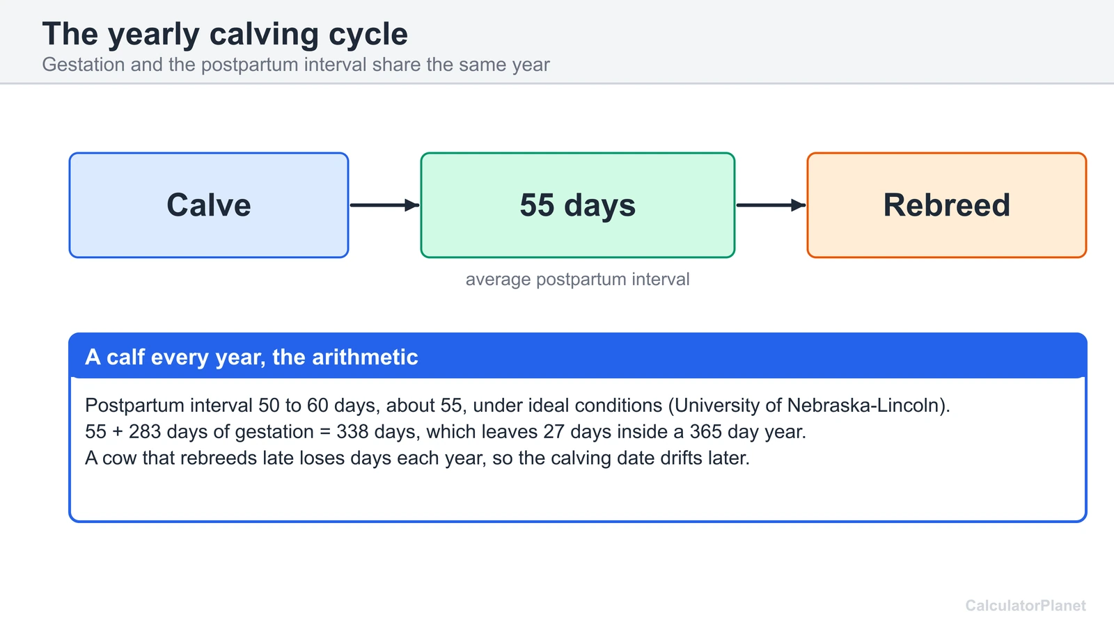 Cow calving cycle diagram: 283 days gestation plus a 55 day postpartum interval fits inside 365 days
