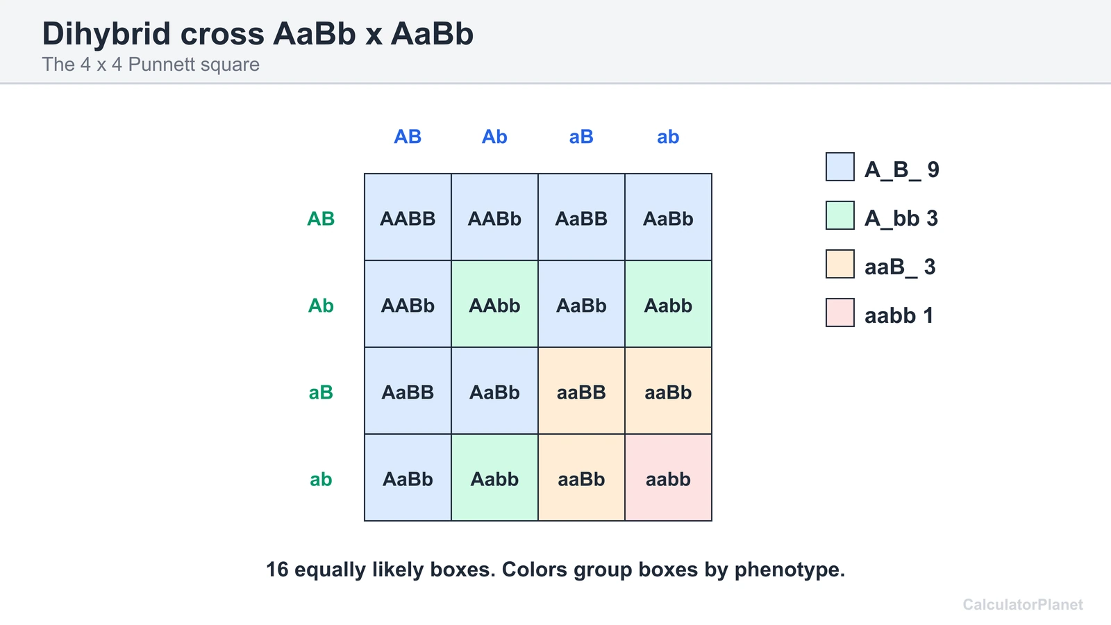 4 by 4 Punnett square for AaBb x AaBb with boxes colored by the four phenotype classes