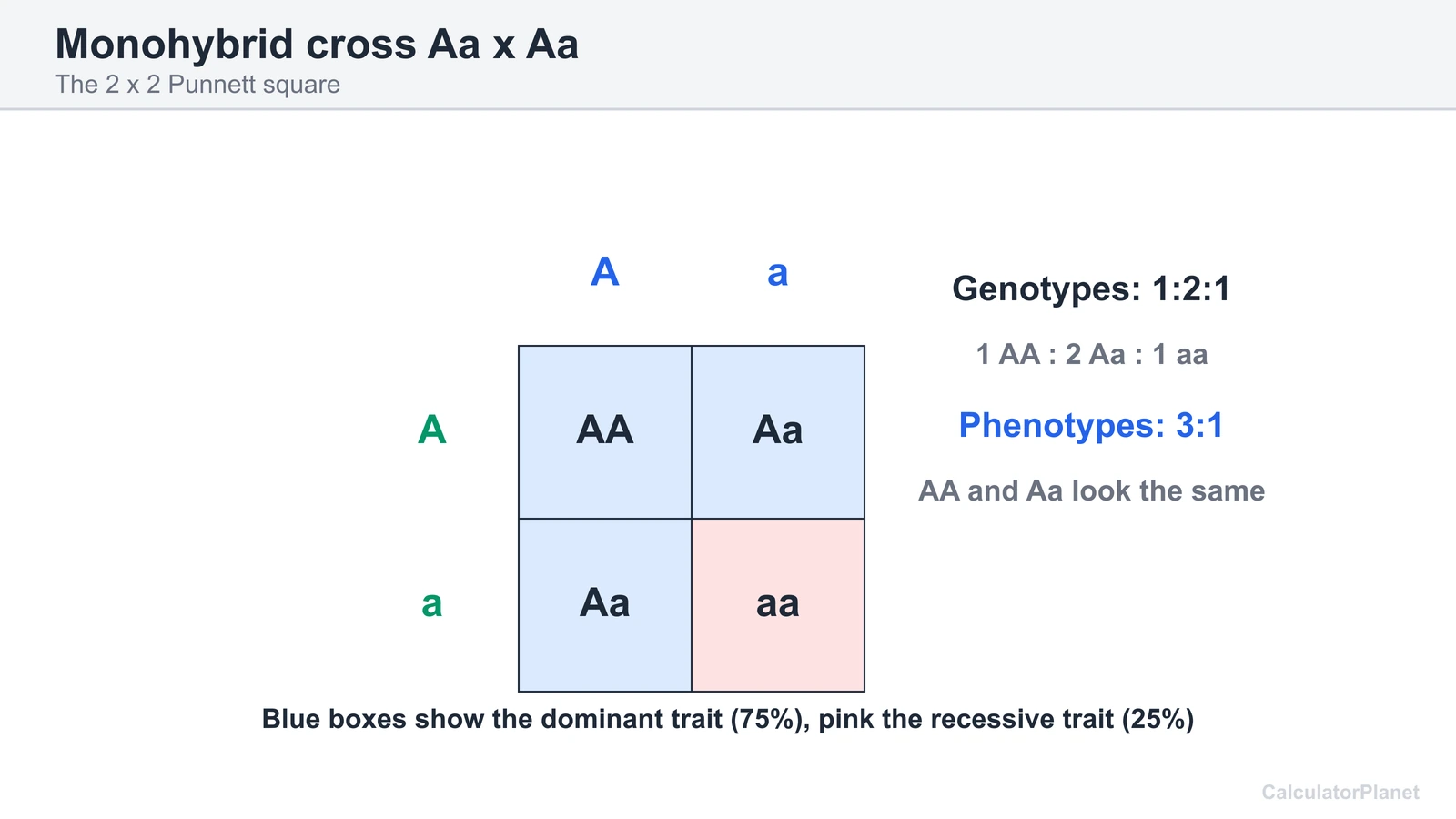 2 by 2 Punnett square for Aa x Aa with genotype ratio 1:2:1 and phenotype ratio 3:1