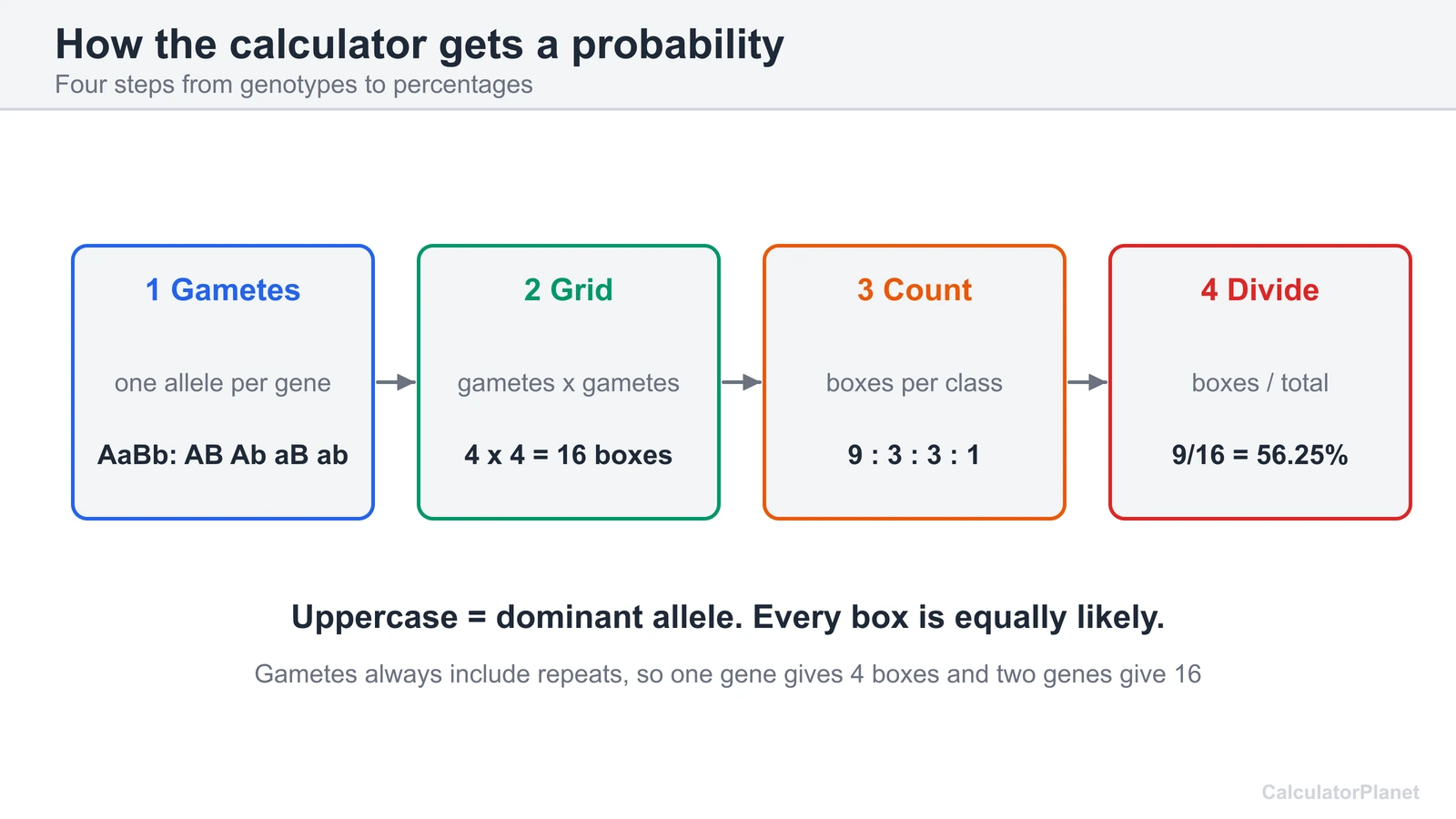 Four step diagram: gametes, grid, count boxes per class, divide by the total to get a probability