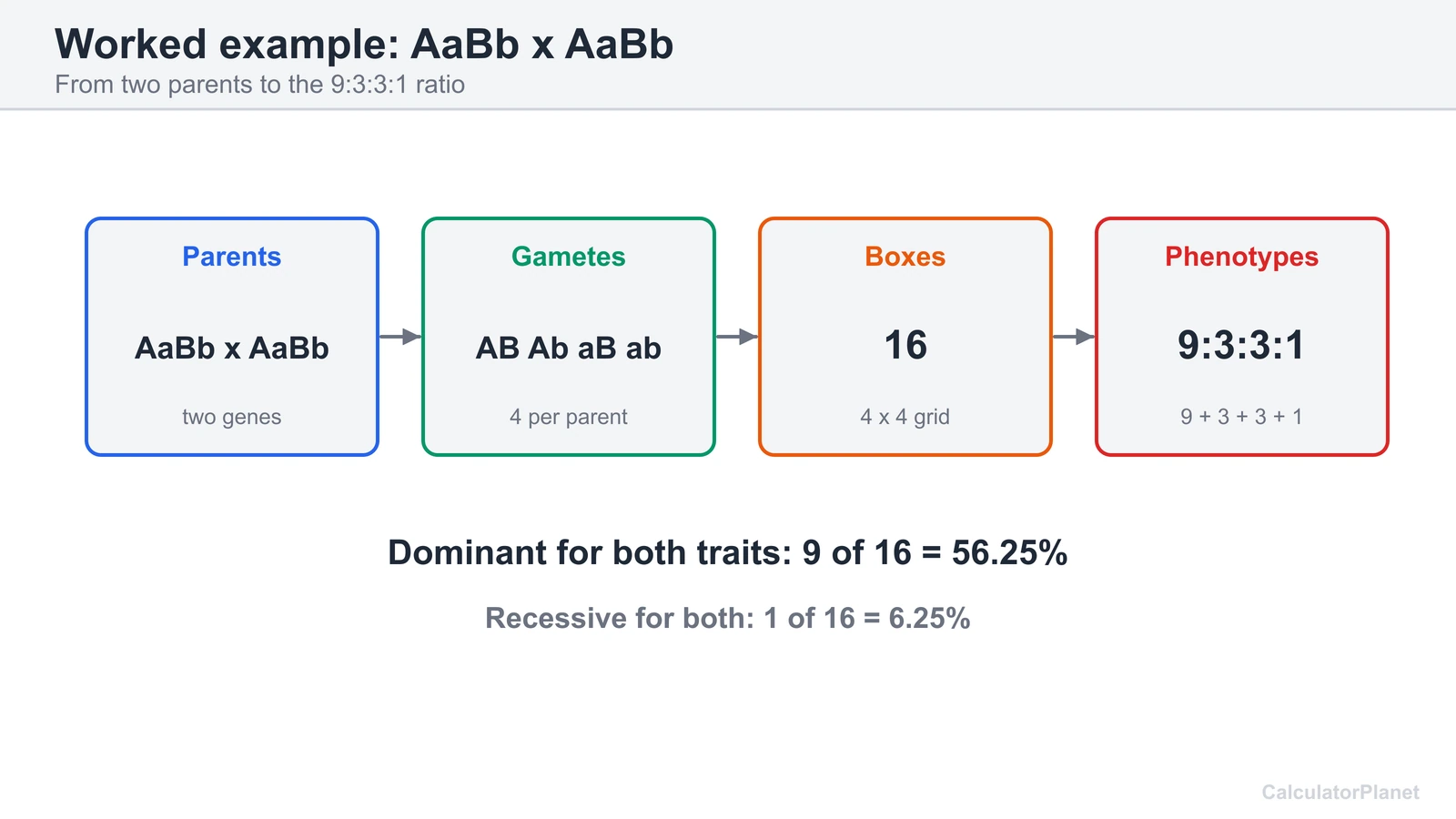 Worked example flow for AaBb x AaBb: four gametes, 16 boxes, 9:3:3:1 phenotype ratio, 56.25 percent dominant