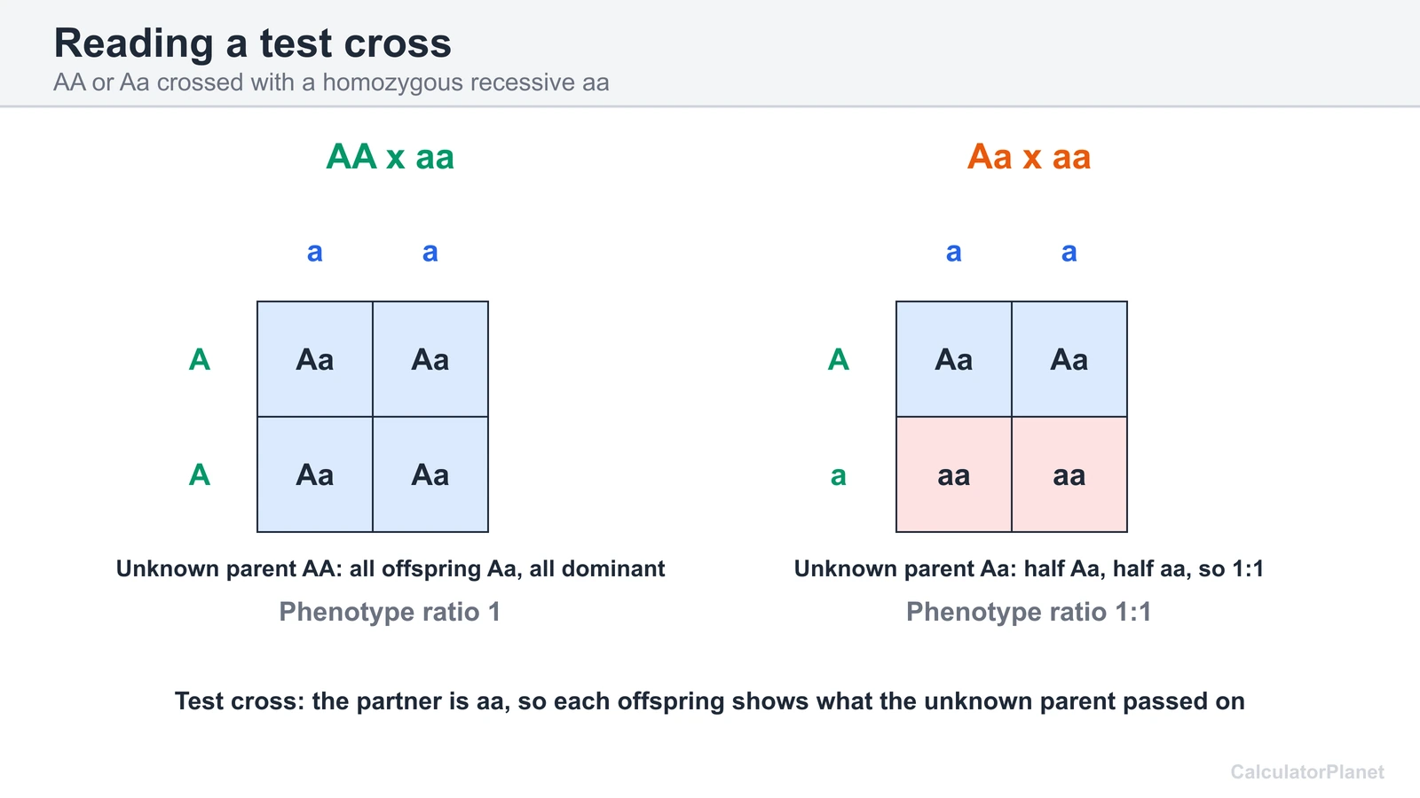 Two Punnett squares comparing a test cross of AA with aa and Aa with aa